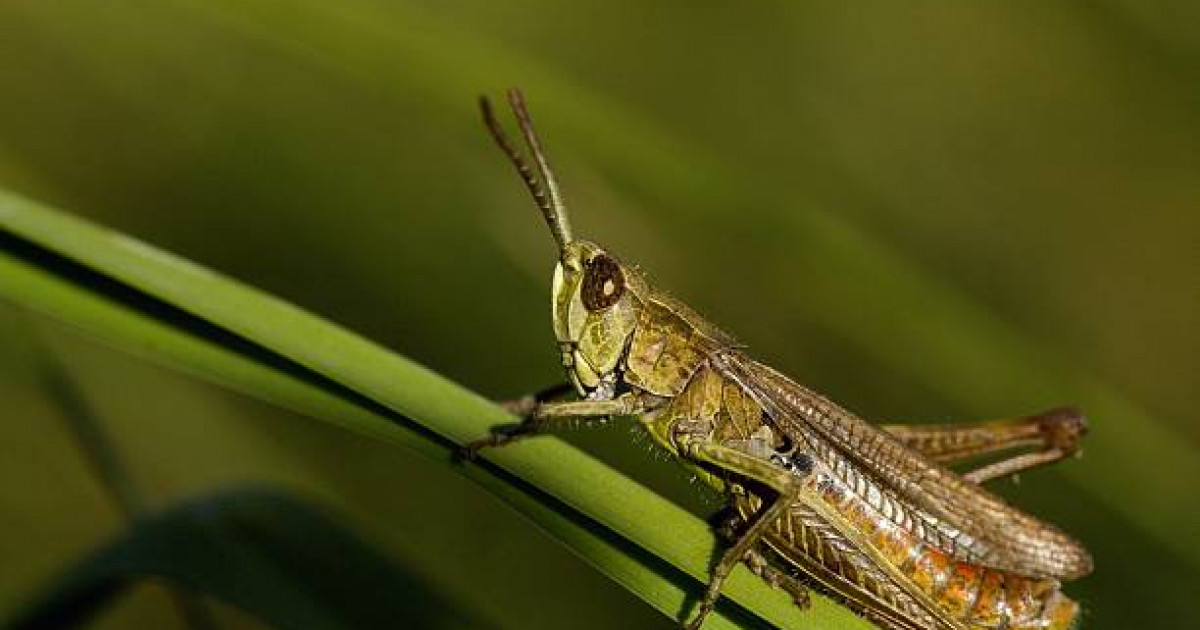 Ауыл шаруашылығы министрлігі шегірткеге қарсы күресті күшейтті