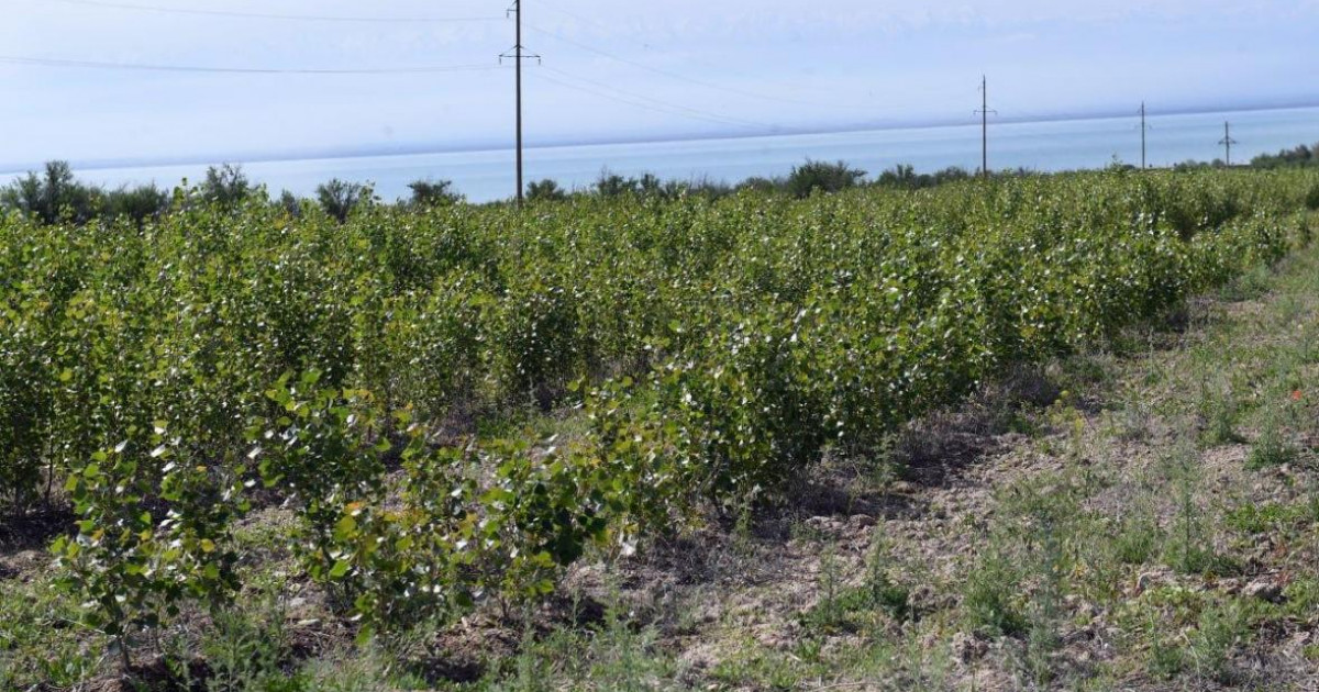 Қазақстанда алғаш рет орман-климаттық жобасы іске қосылды