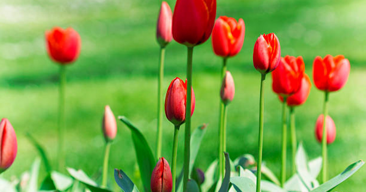 Қызғалдақ мұра: ТМД-ның үздік флористері Қазақстанға келді