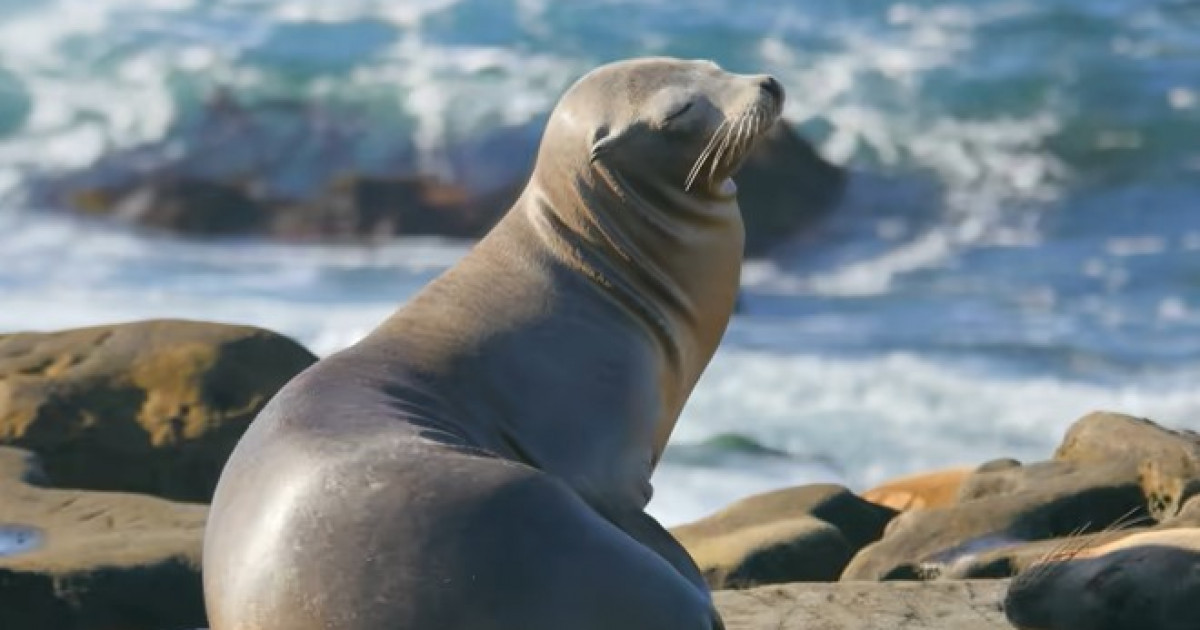 Каспийдің жағасынан жүзден аса итбалықтың өлексесі табылды