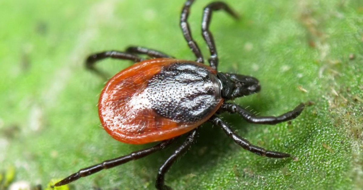 СҚО-да 408 адамды кене шақты