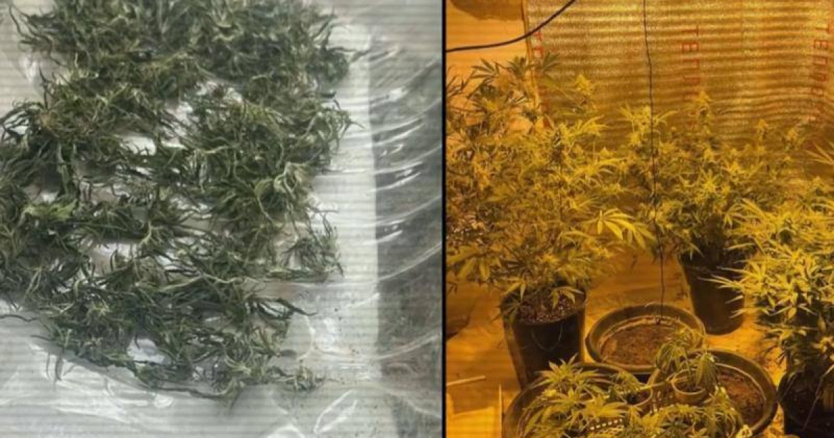 Тұрғын үйді фитозертханаға айналдырған