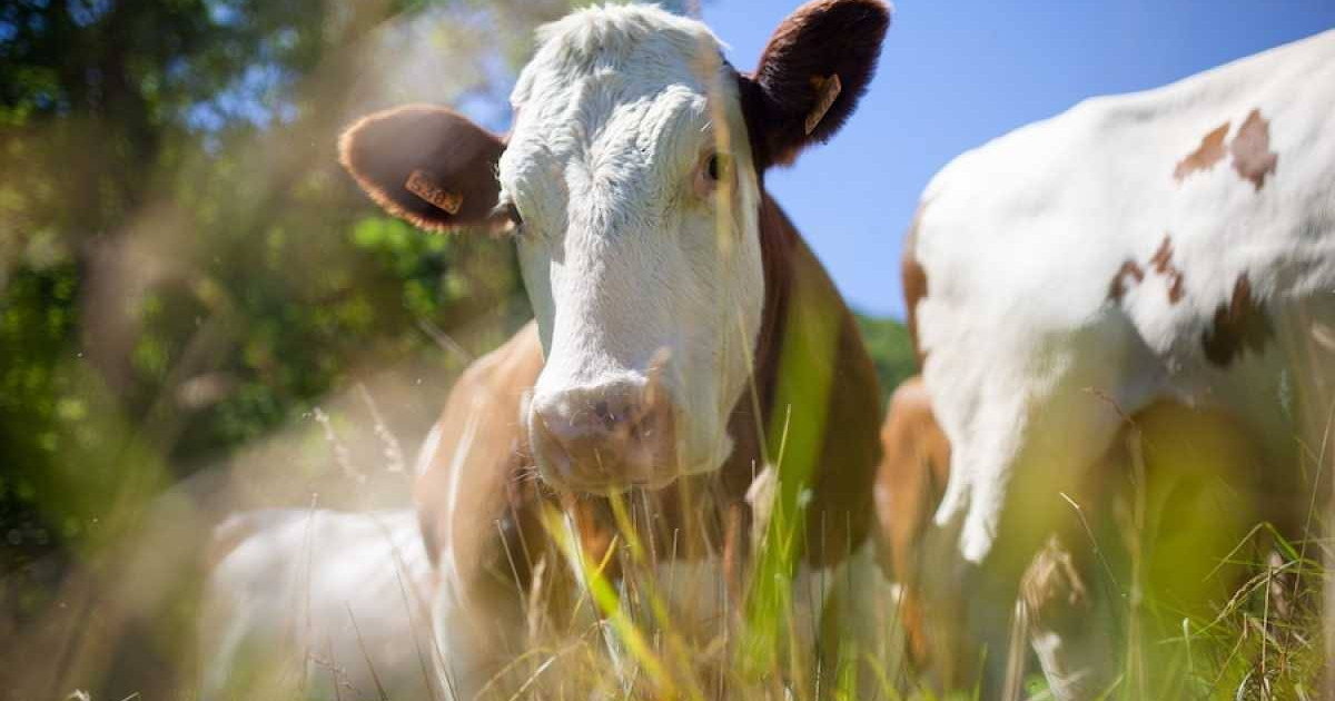 Ұрланған 1 134 мал заңды иелеріне қайтарылды