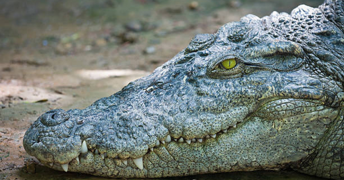 Үйінен қолтырауынның басы тәркіленген: Германияда қазақстандық ұсталды