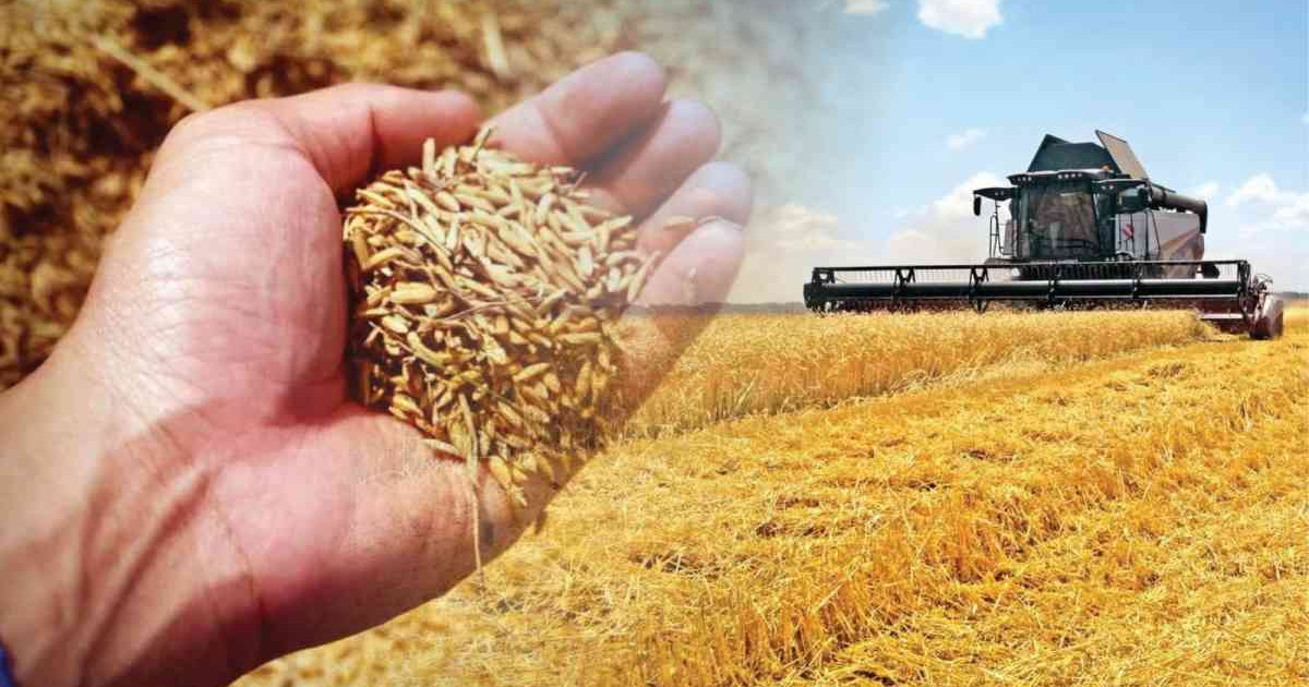 Бидайдың болашағы бұлдыр ма?