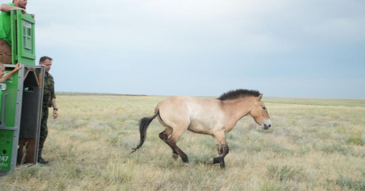 Қазақстанға керқұландардың жаңа тобы әкелінді