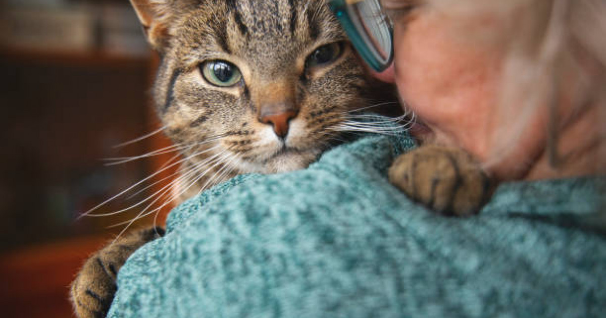 Қостанай облысында өз мысығына таланған әйел қайтыс болды