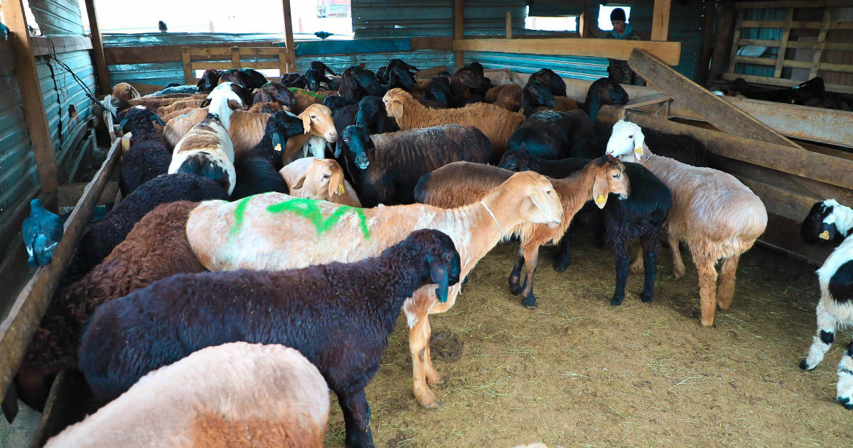 Құрбан шалатын кезде қой қашып кетсе, не істеу керек? (видео)