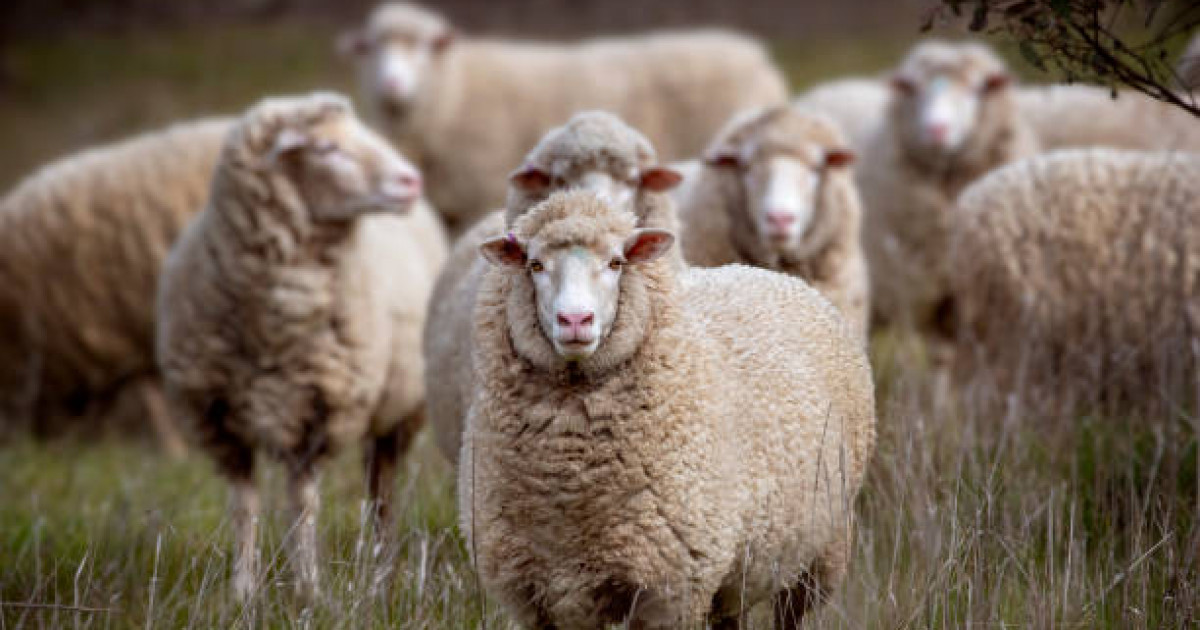 Құрбандық шалғанда оқылатын дұға