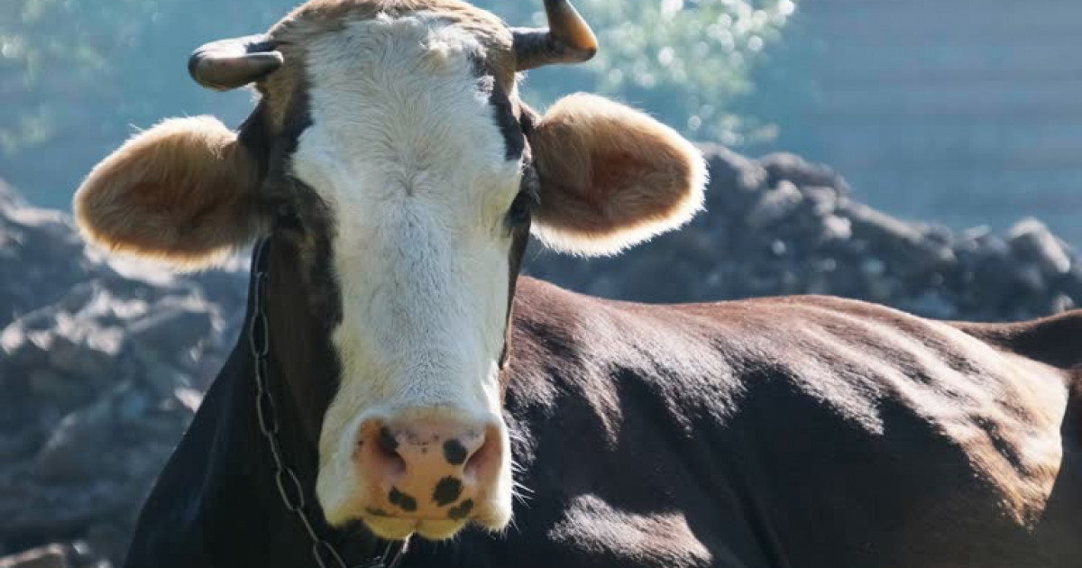 Көлік жүргізушісі жолда сиырды қағып, өзімен бірге алып кеткен