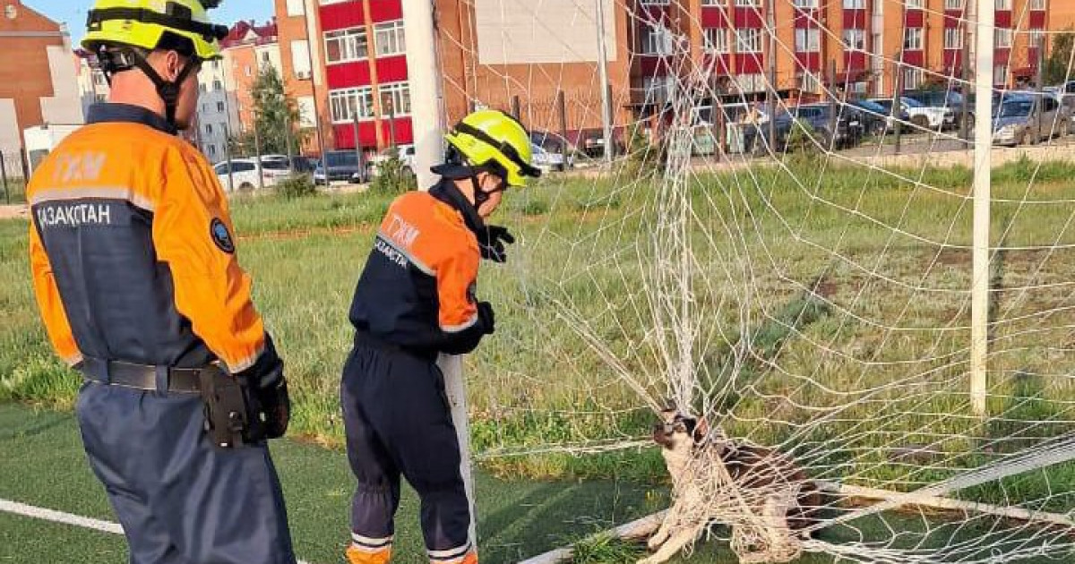 Петропавлда ит футбол қақпасының торына оратылып қалды