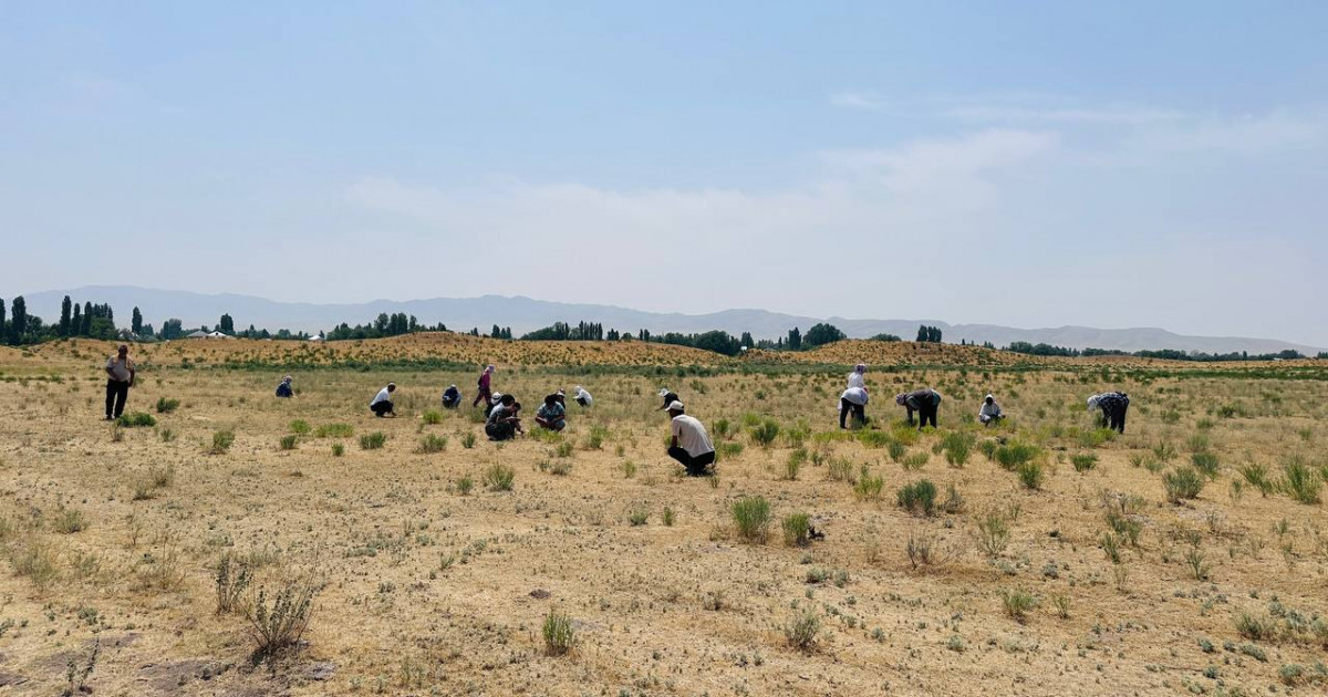 «Таза бейсенбі» акциясы 600-ден астам аумақты қамтыды
