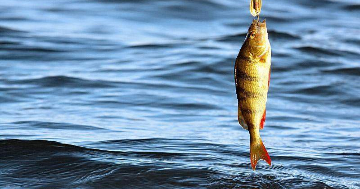 Түркістан облысында заңсыз балық аулаған қылмыстық топ ұсталды