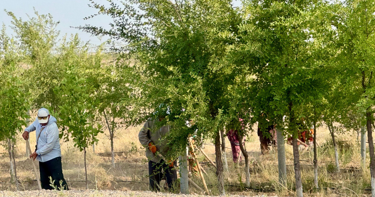 Түркістанды көгалдандыру бағытындағы жұмыс жандана түсті