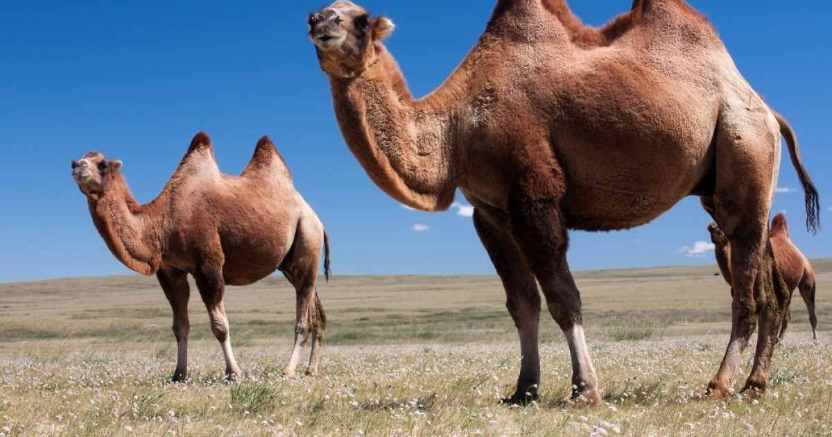 Атырау облысында түйелер белгісіз індеттен қырылып жатыр