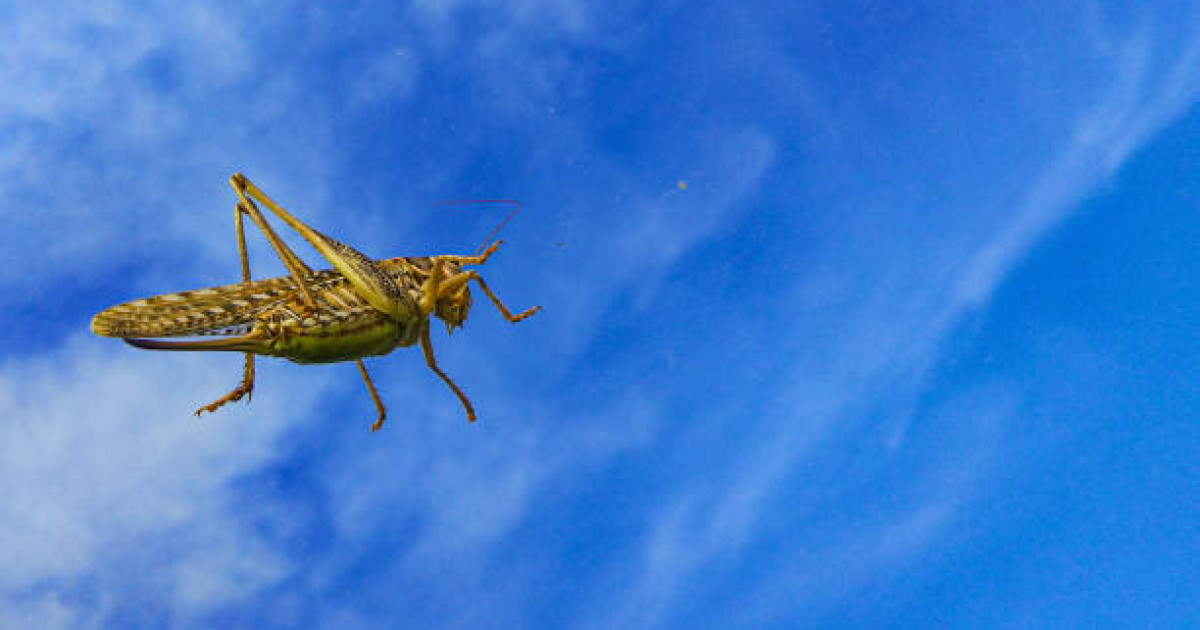 Душта жыныстық қатынасқа түскен қызылбас