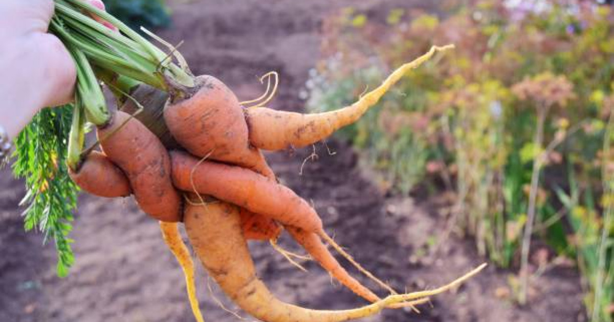 "Азық-түлік келісімшарт корпорациясы" 14 миллиард теңгеге қысқамерзімді облигацияларды өтеді