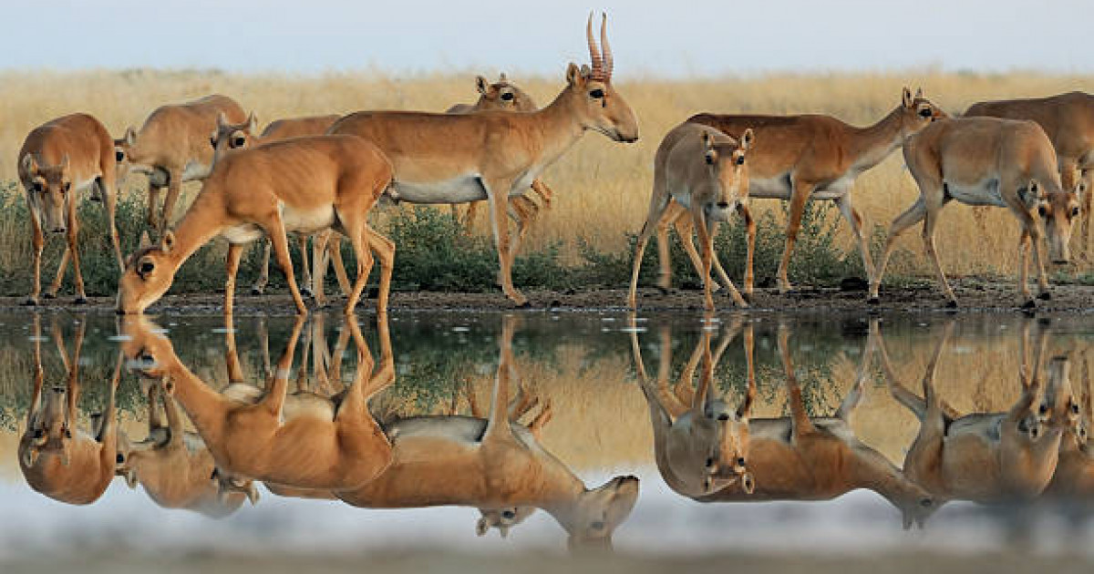 “Бисмилла” деп айтса да, атеист өлтірген киіктің еті арам — Нұрлан имам