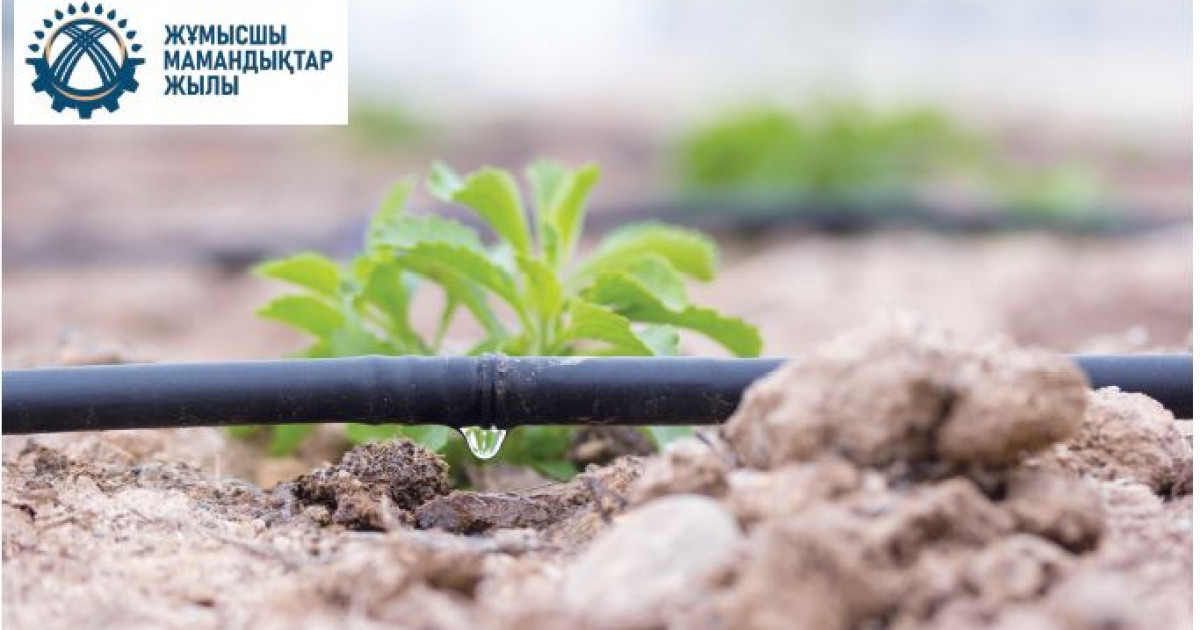 Дәулетбай Нұрабаев,  Жамбыл облысы Жуалы ауданындағы «Ақсай» өндірістік бөлімшесінің басшысы: Суды үнемдеу –табиғатқа жанашырлық