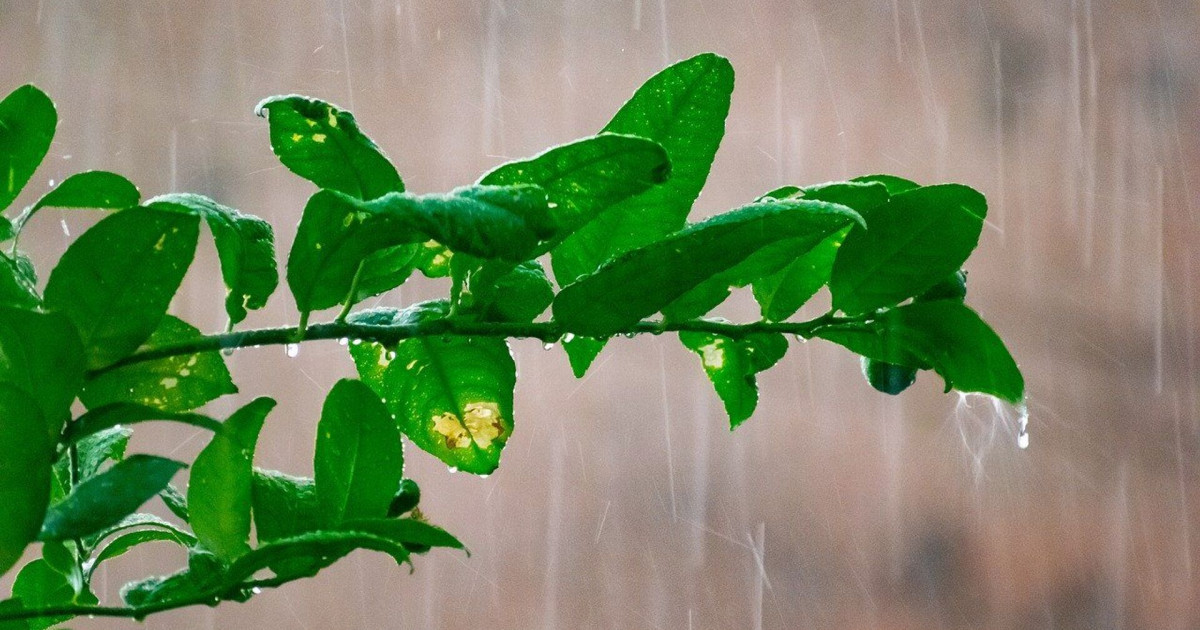 Еліміздің басым бөлігінде ауа райы жауын-шашынды болады