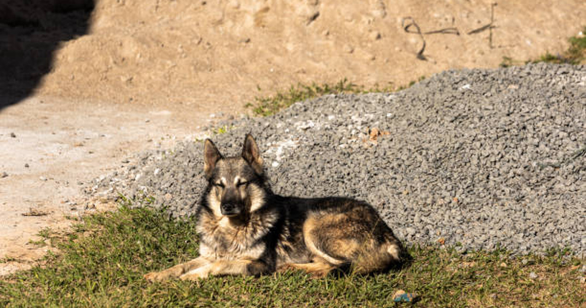 «Ер адам екі күшікті сол жерде пышақтады»: Баланы талаған иттердің иесі өз нұсқасын айтты