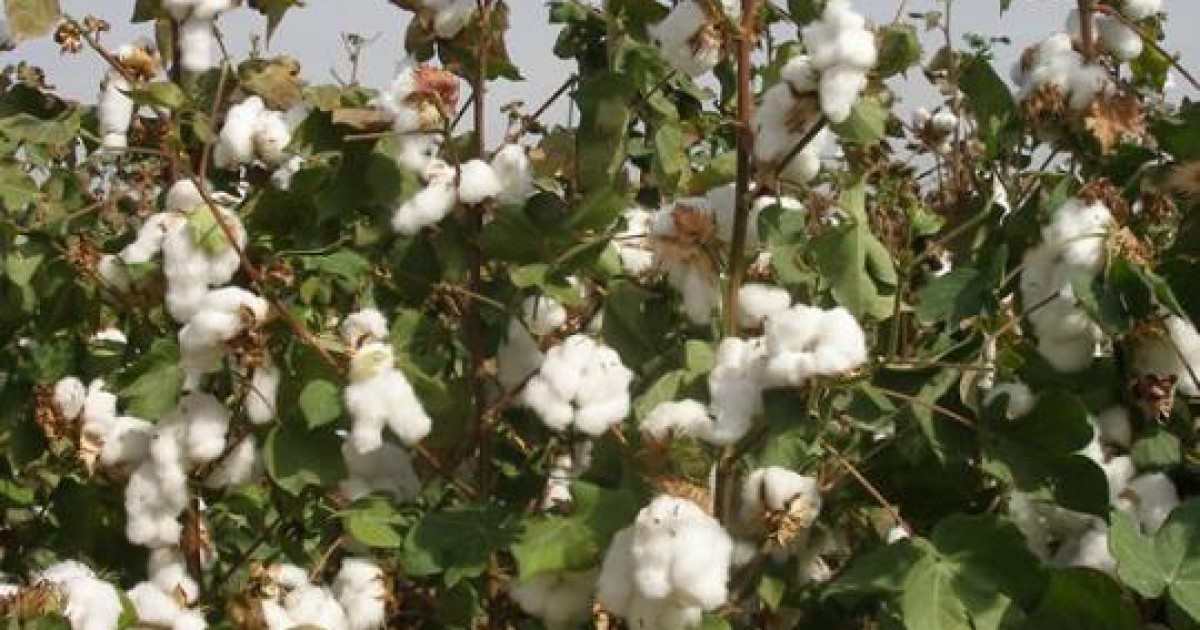 Ғалымдар вилт ауруына төзімді мақта сұрпын шығарды