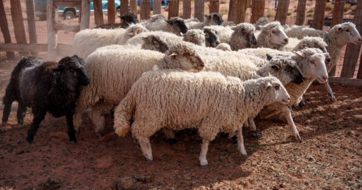 «Бір көзден су ішкен»: Қарағанды облысында 100-ден астам бас мал қырылып қалды