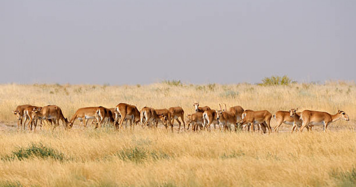 Қарағанды облысында мыңдаған киік 30 мың гектар егіс алқабын таптап кетті