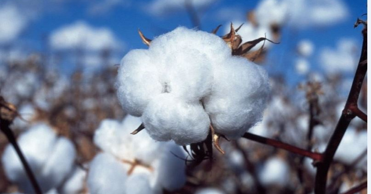 Мақтамызбен мақтана алмай отырмыз