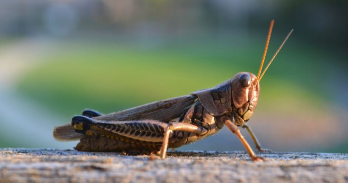 Шегірткелер «шабуылы»