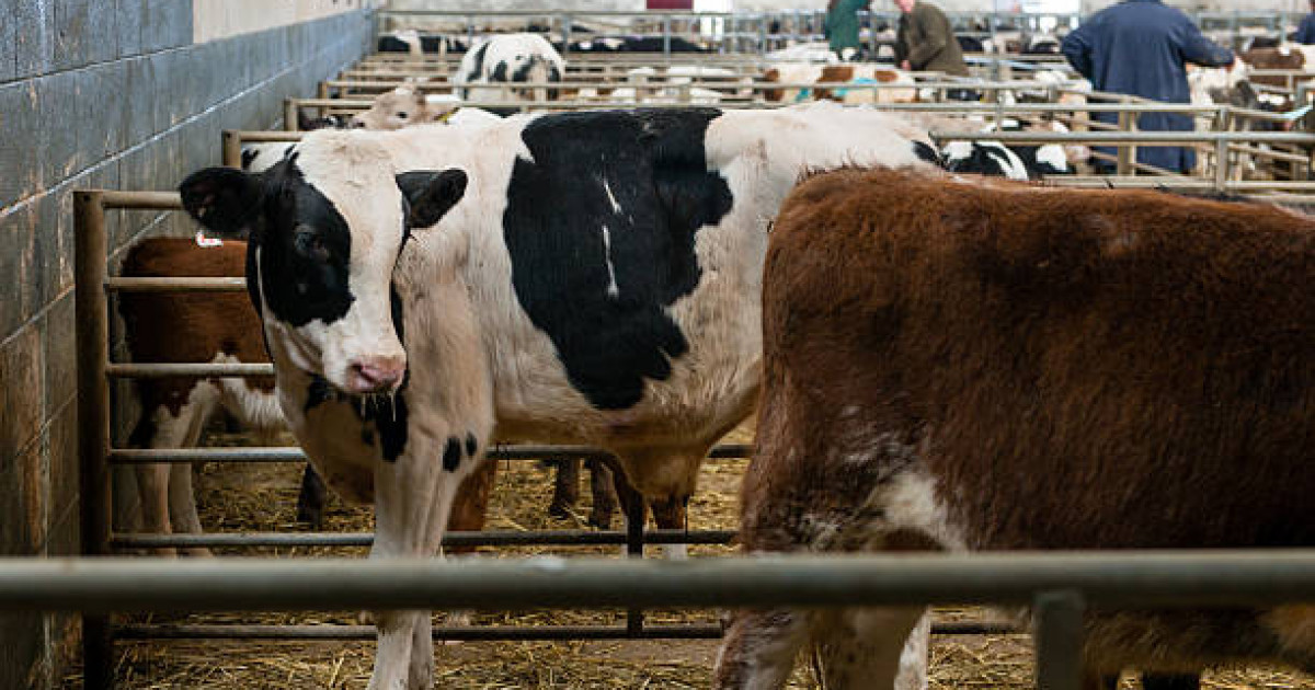 Шығыс Қазақстан облысында 356 елді мекенге арналған 56 арнайы мал сою орны тіркелген