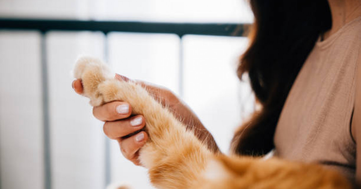 "Суретін жібере аламын": риддерлік бойжеткен ит-мысықты тоңазытқышқа қатырып, оны бөлшектеп сойғаннан ләззат алған