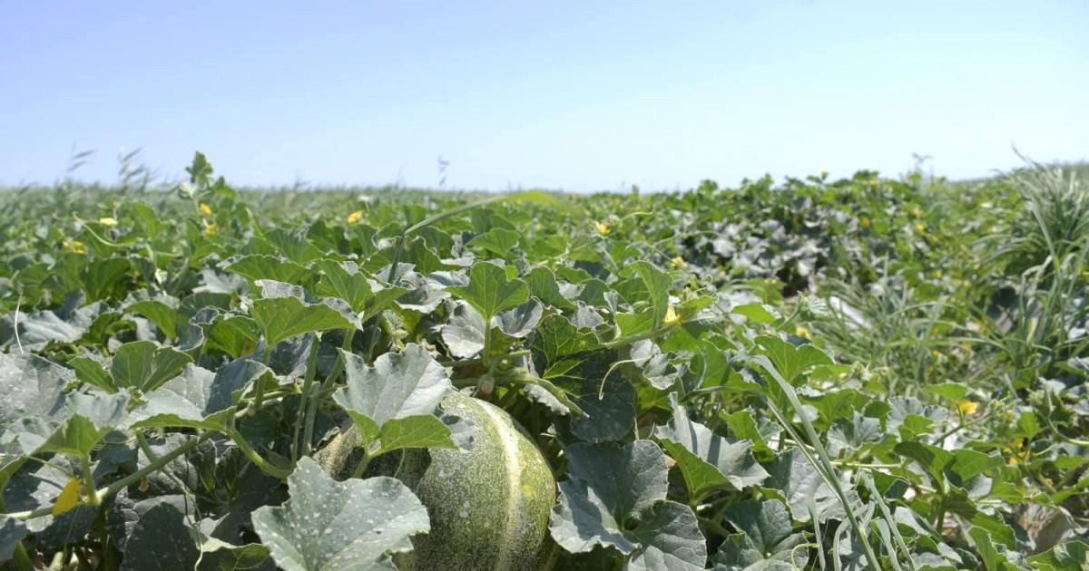 Сыр өнімдері 19 елге экспортталады