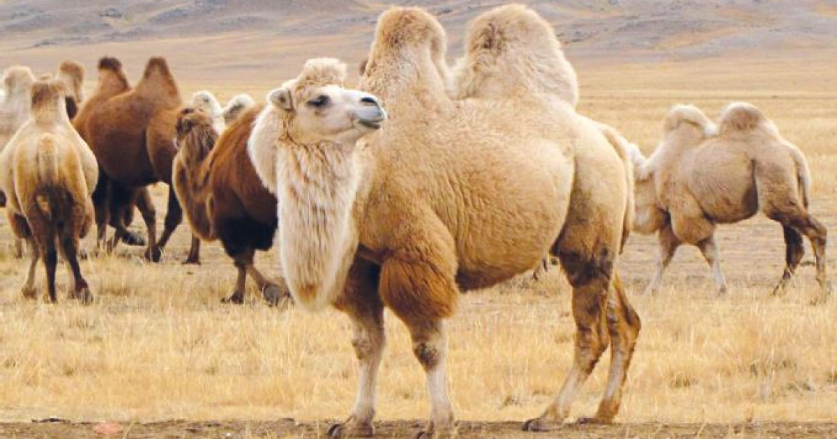 Түйе қырылып жатыр