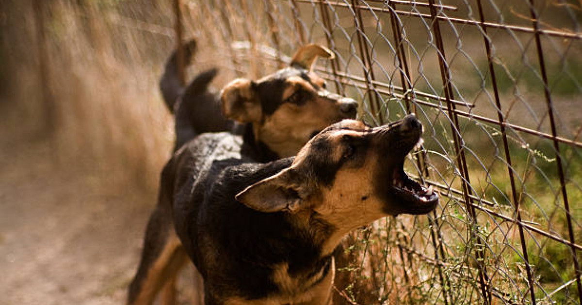 "Үш ит тап берген": Алматы облысында 10 жасар баланы иттер талап тастады