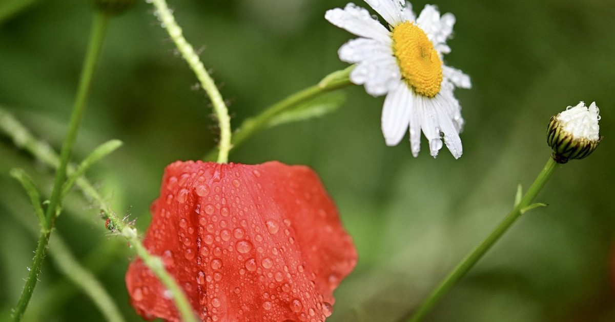 16 тамызға арналған ауа райы болжамы