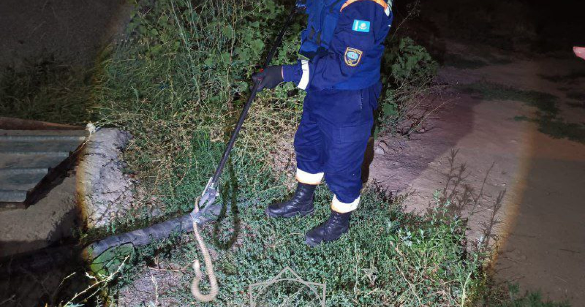 Алматы облысында жеке тұрғын үй ауласынан жыландар табылды