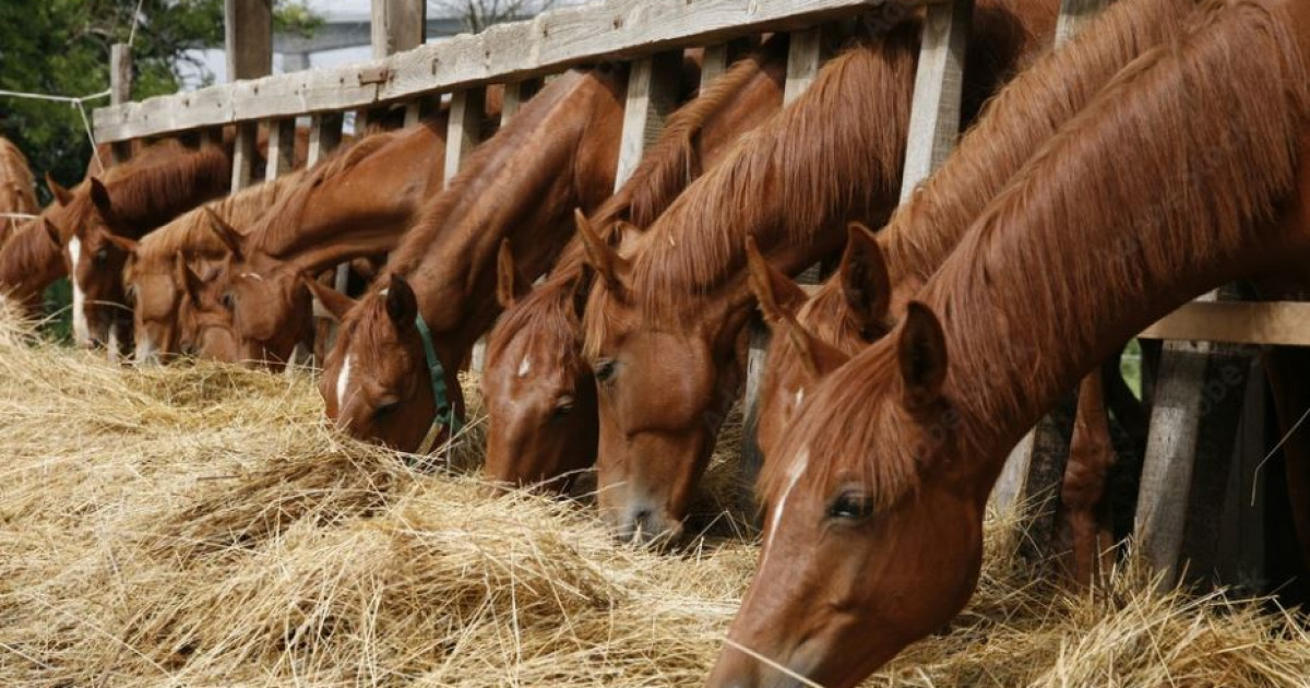 Ауыл жастары «ақылды ферма» ойлап тапты