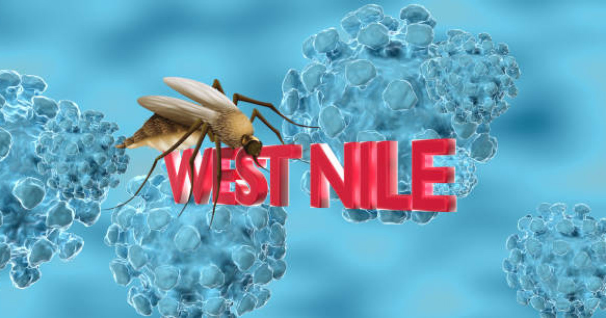 Италияда Батыс Ніл вирусынан 10 адам көз жұмды
