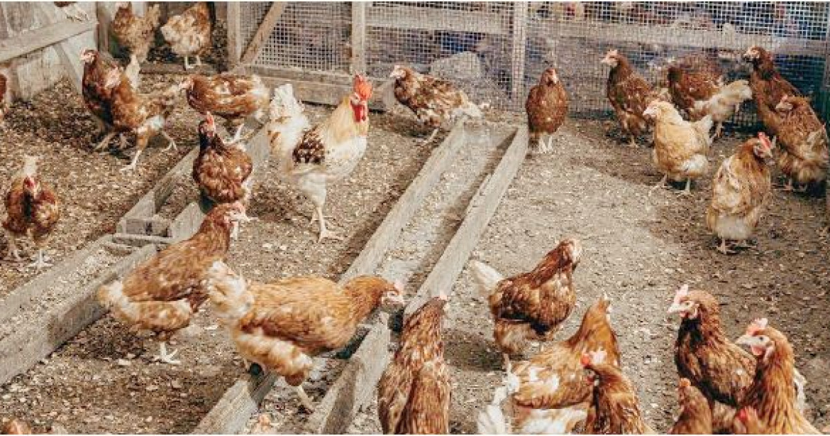 Құс шаруашылығы – маңызды тізбек