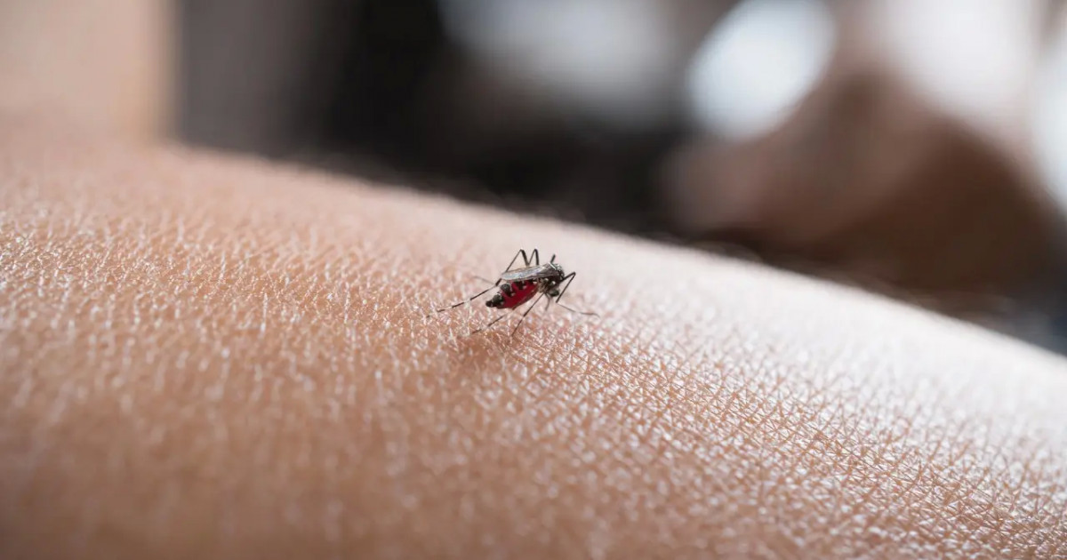 Ресейде чикунгунья вирусы екінші адамнан табылды