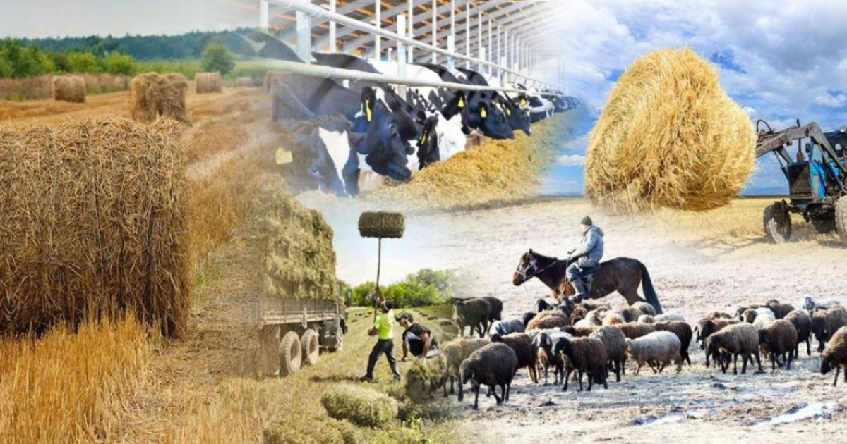 Санақтағы мәліметтер тек статистикалық мақсатта қолданылады және салық органдарына берілмейді