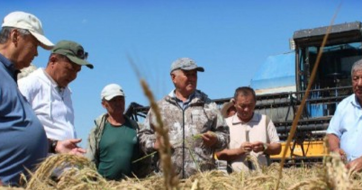 «Сыр сұлуы»: Қазақстанда жаңа күріш сорты шығарылды