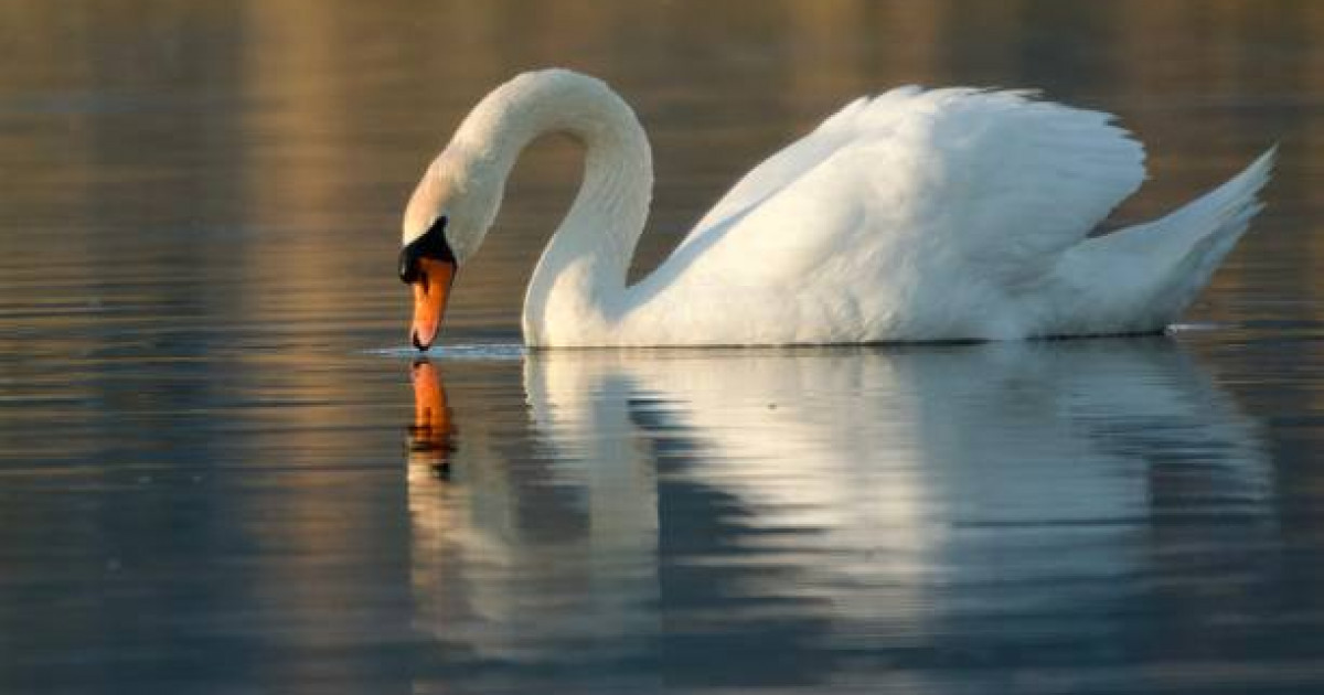 «Жүрексіз адам»: Алматыдағы Ботаникалық бақта ер адам аққуларды мойнынан қысып ұстап, қорлаған