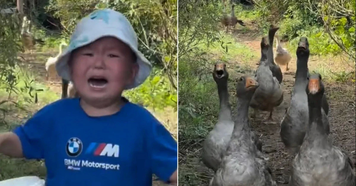 Ақтөбеде қаздан қашқан 3 жасар балаға 100 қаз сыйлады