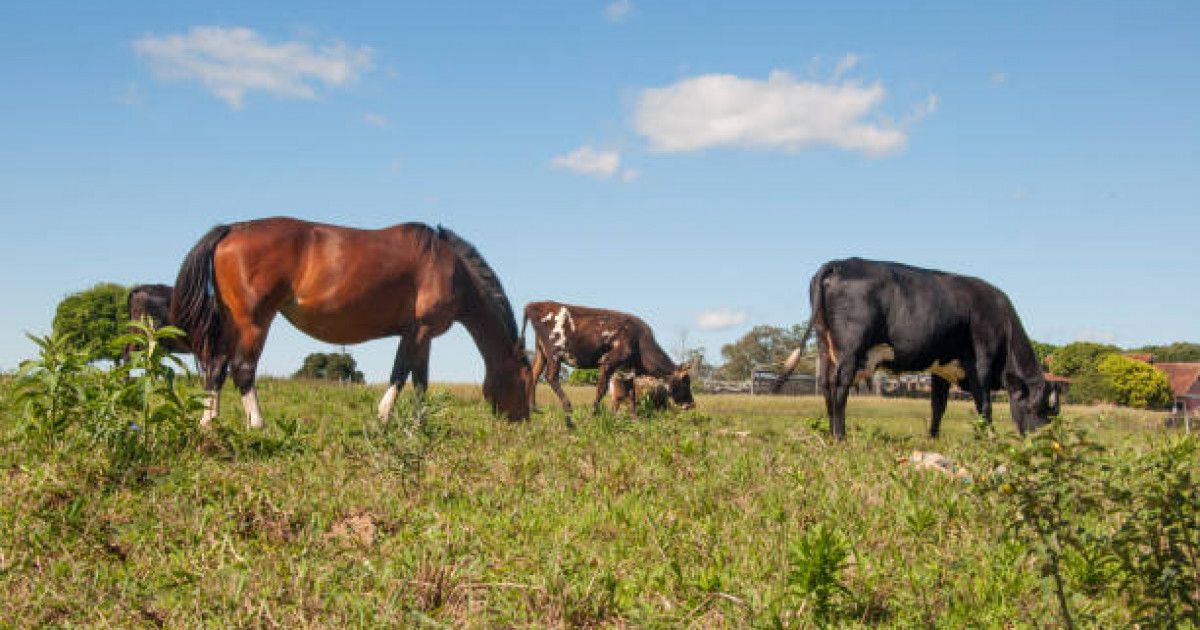Атырау облысында ірі қара мал қырылып жатыр