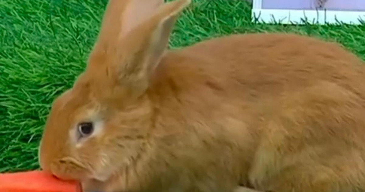 Бүгін «Қайрат» жеңіске жетеді: көріпкел қоян болжам жасады (ВИДЕО)