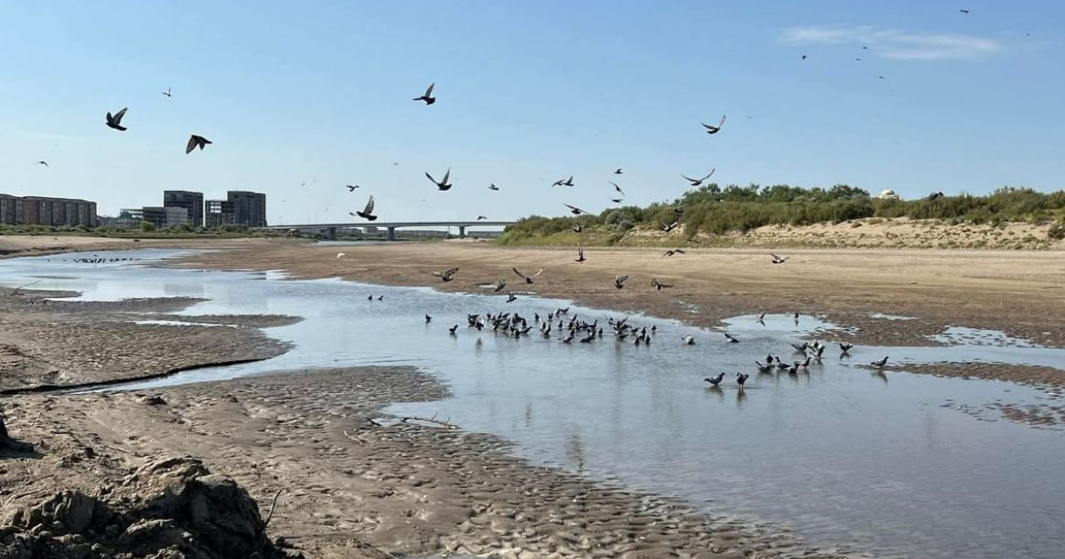 Дарияға су, күрішке күй керек