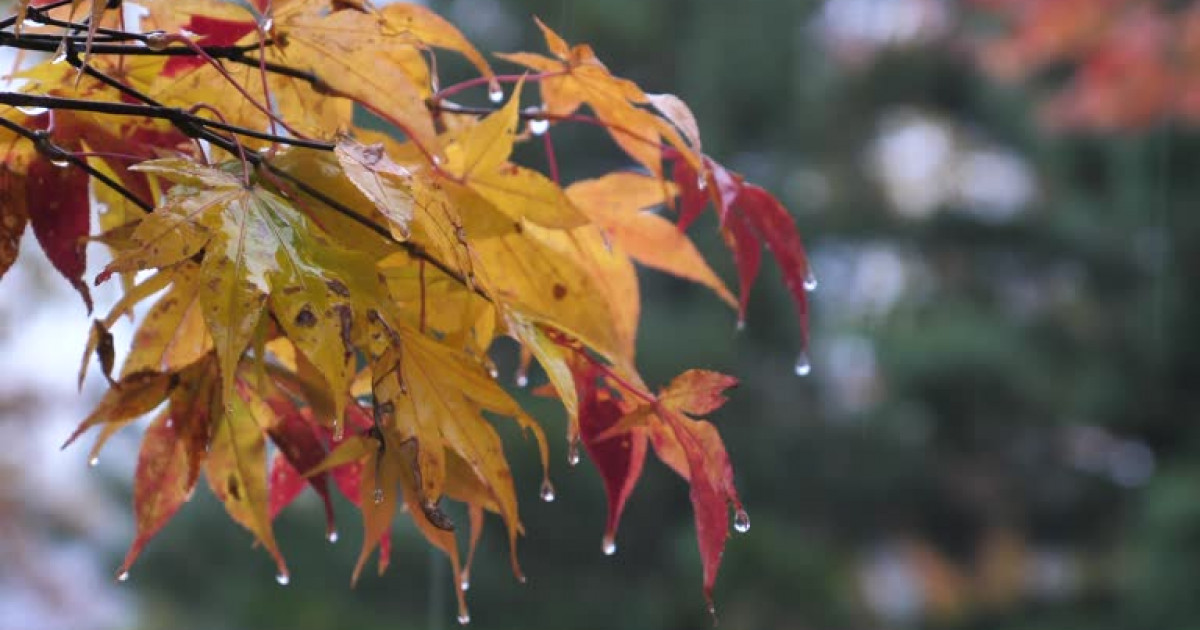 Қар аралас жаңбыр жауып, үсік жүреді: алдағы үш күнге ауа райы болжамы