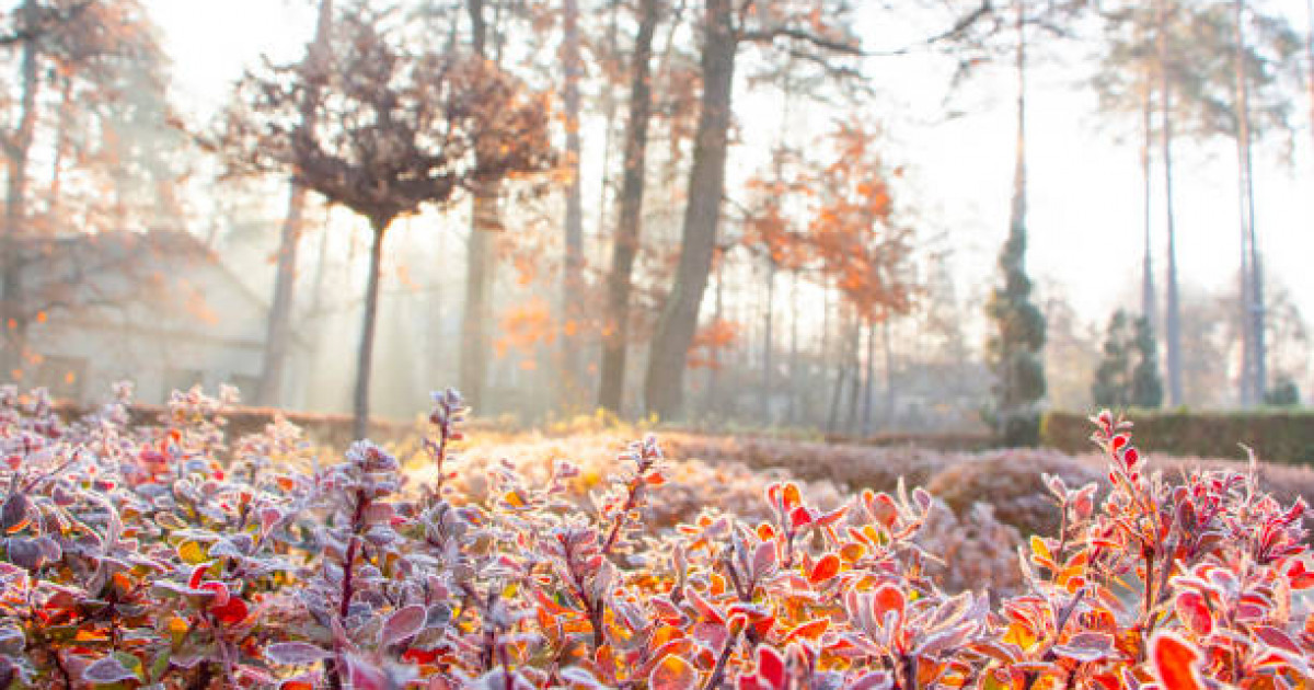 Толық бөкселердің фотосуреттері